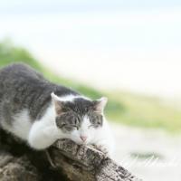 55位のイメージ