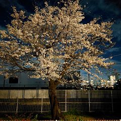 3112位のイメージ