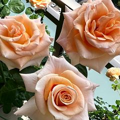 15位のイメージ