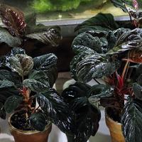 2453位のイメージ