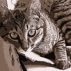 11位のイメージ