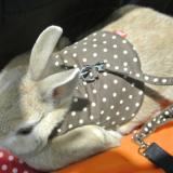 1036位のイメージ