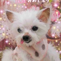 17位のイメージ