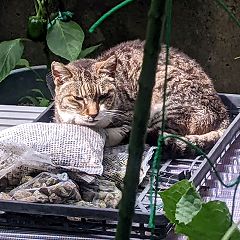 501位のイメージ