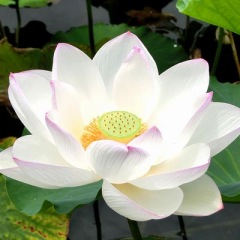 93位のイメージ