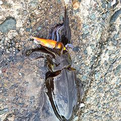 68位のイメージ