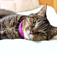 117位のイメージ