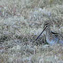 17位のイメージ