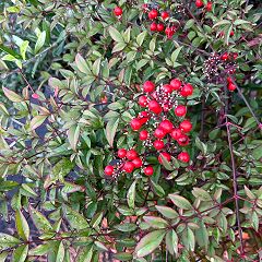 15位のイメージ