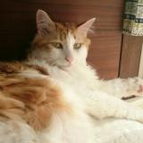 739位のイメージ