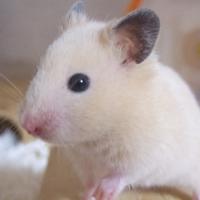 17323位のイメージ