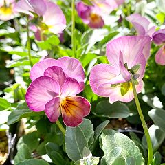 70位のイメージ