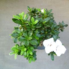 85位のイメージ