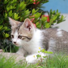 947位のイメージ