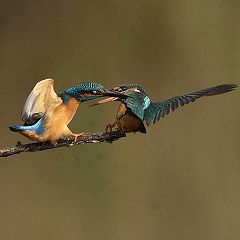 28位のイメージ