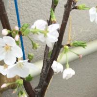 55位のイメージ