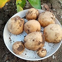 62位のイメージ