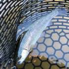 39930位のイメージ