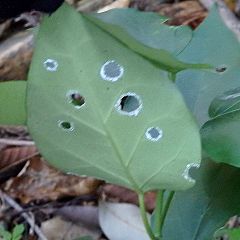 29位のイメージ