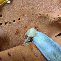 31位のイメージ