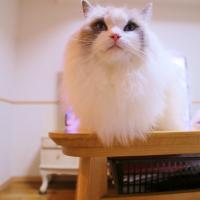 1343位のイメージ