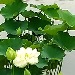 62位のイメージ