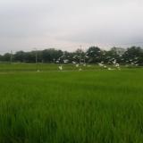 136位のイメージ