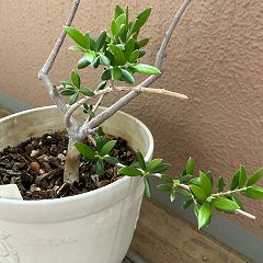 103位のイメージ