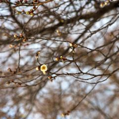 36位のイメージ