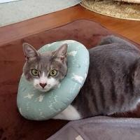 61位のイメージ