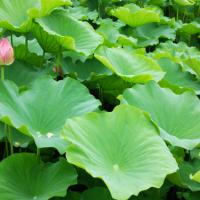 1373位のイメージ