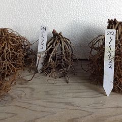 63位のイメージ