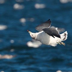 49位のイメージ