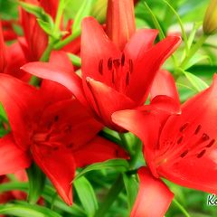 58位のイメージ