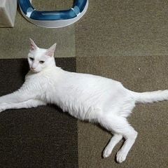 130位のイメージ