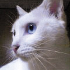 44位のイメージ