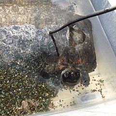 58位のイメージ