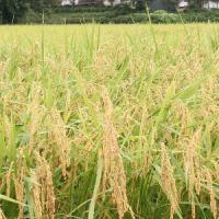 3385位のイメージ