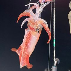 エギング 人気ブログランキング