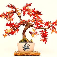 12位のイメージ