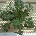 50998位のイメージ