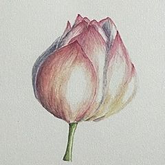 81位のイメージ