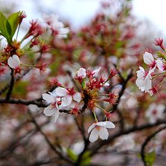 98位のイメージ