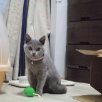 51位のイメージ