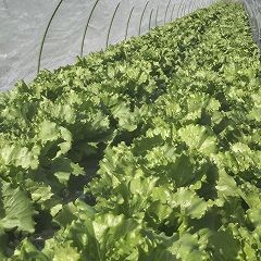 52位のイメージ