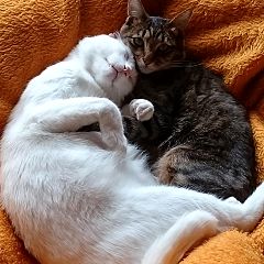 29位のイメージ