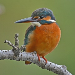 17位のイメージ