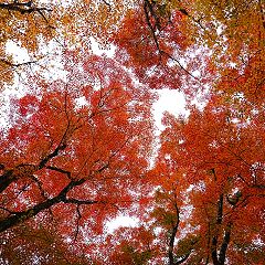 80位のイメージ