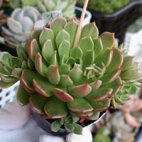 37位のイメージ