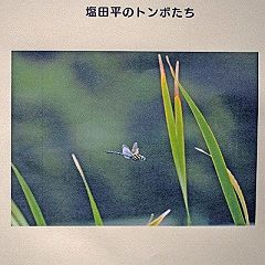 36位のイメージ